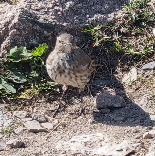 Water Pipit