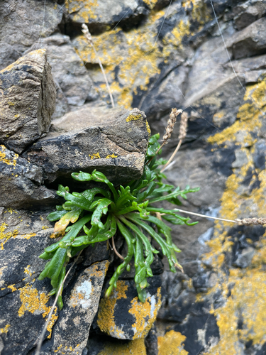 Buck's-horn Plantain