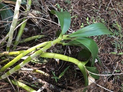 Dendrocoryne
