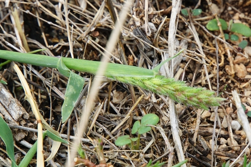 European Bur-grass