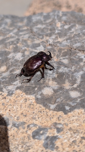 Phyllognathus excavatus