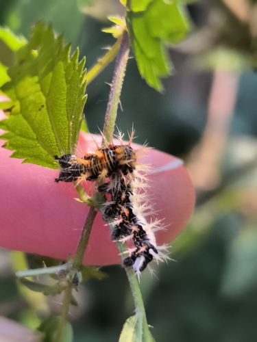 European Comma