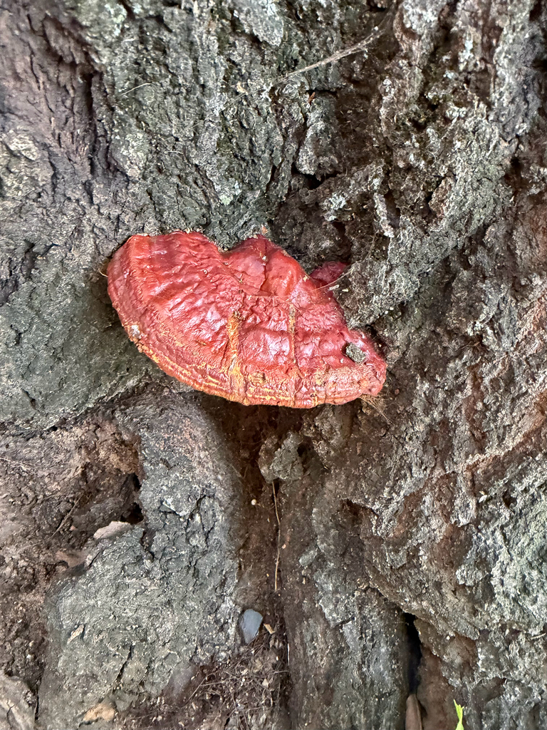 Ganoderma sessile · September 2026 · photo: Photo: (c) GobyHunter, some rights reserved (CC BY) · iNaturalist