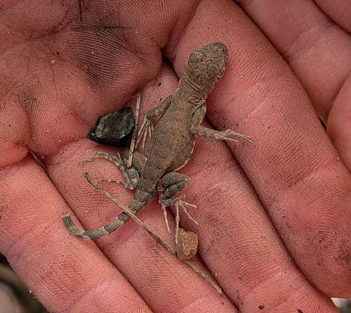 Greater Earless Lizard