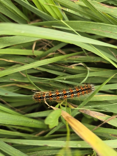 Marsh Dagger