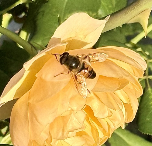 Common Drone Fly