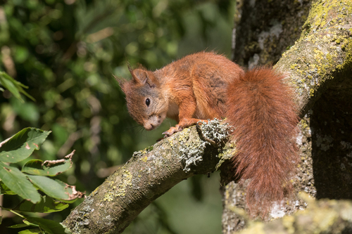 Eurasian Red Squirrel