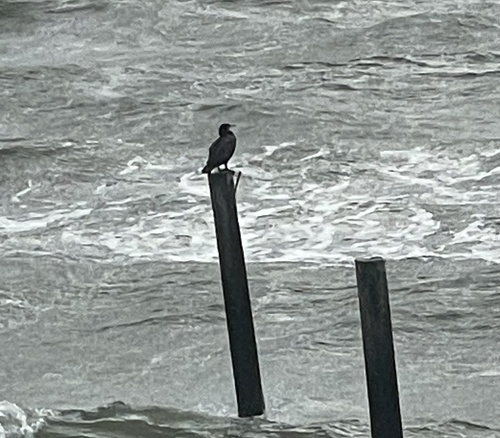 Great Cormorant