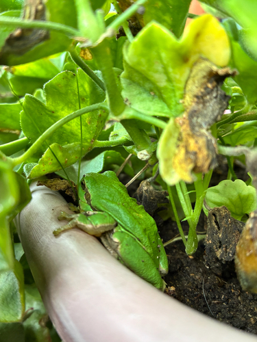 European Tree Frog
