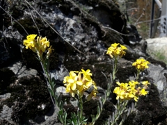 Alyssoides utriculata