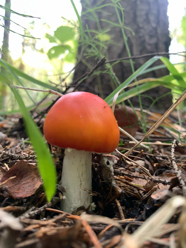 Fly Agaric