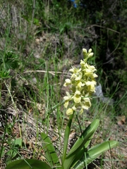 Orchis pallens