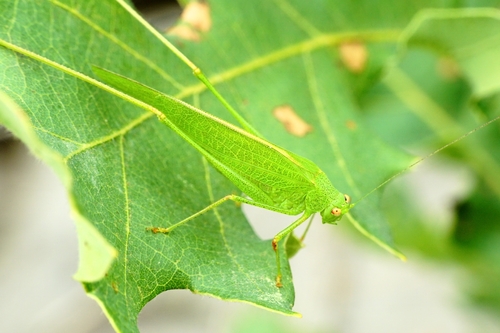 Mediterranean Katydid
