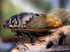 Cryptotympana mandarina