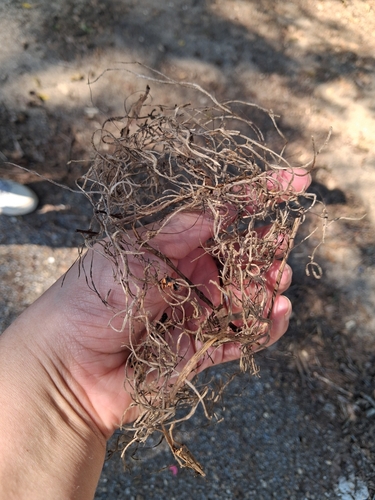 Spanish moss