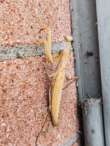 European Mantis