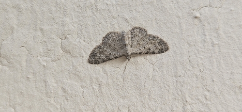 Eupithecia semigraphata