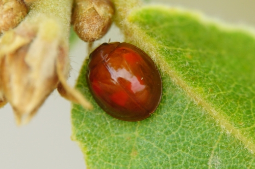 Pine Ladybird