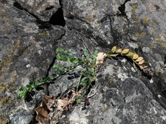 Telephium imperati
