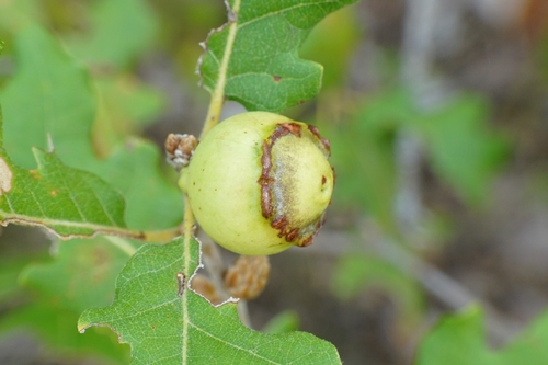 Andricus quercustozae
