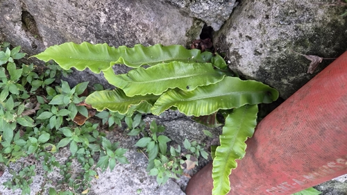 Hart's-tongue fern