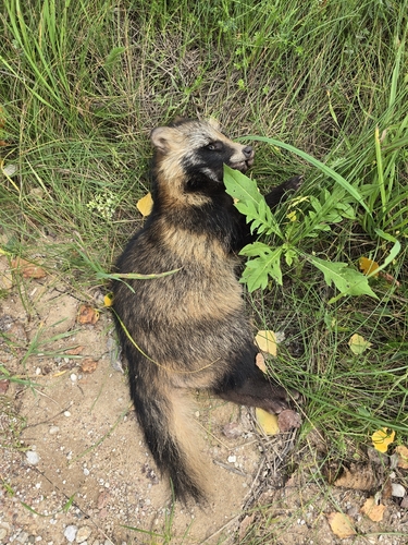 Mainland Raccoon Dog