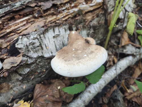 birch polypore