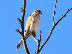 Falco cenchroides cenchroides