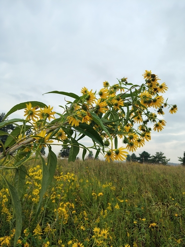 Helianthus grosseserratus, photograph 6