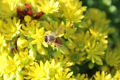 Apis mellifera