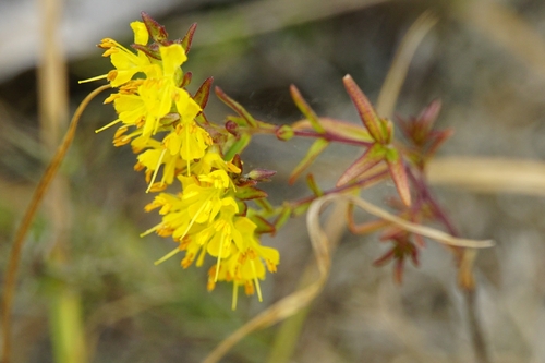 Yellow Odontites