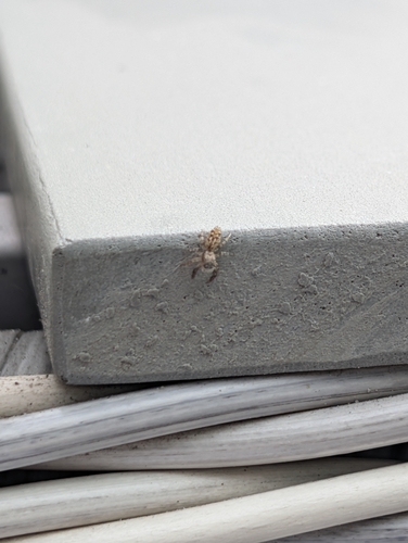 Fencepost jumping spider