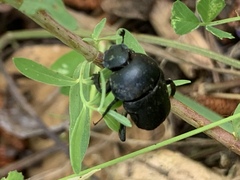 Gymnopleurus