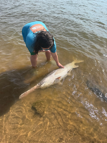 American Paddlefish