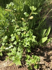 Ribes alpinum