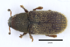 Kissophagus vicinus