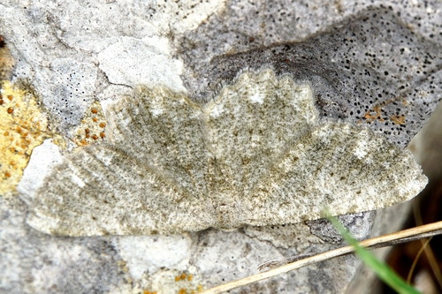 Dicrognophos sartata