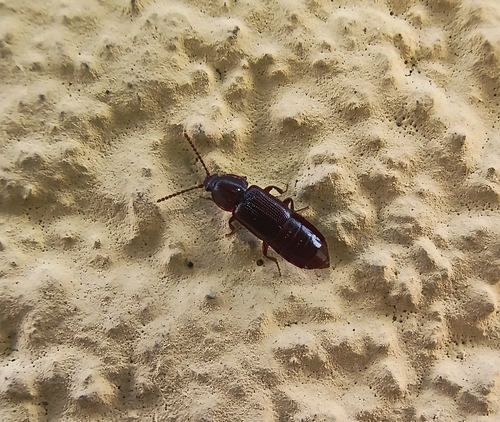 Crenate Ocellate Rove Beetle