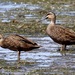 Island Black Duck - Photo (c) Bird Explorers, some rights reserved (CC BY-NC), uploaded by Bird Explorers