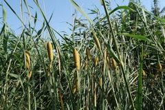 Typha laxmannii