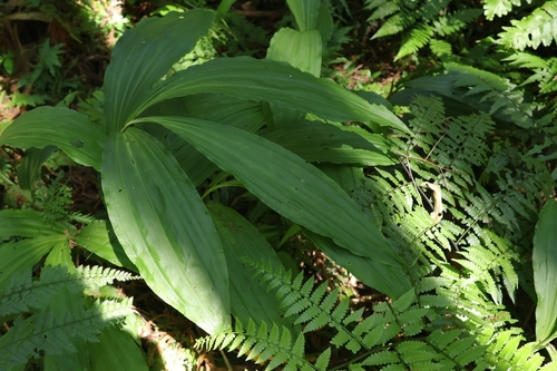 Calanthe woodfordii observed 2026-09-19