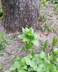 Lilium martagon