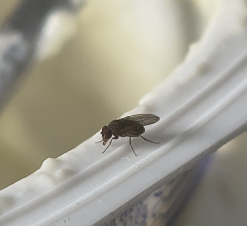 Drosophila repleta observed 2026-09-19
