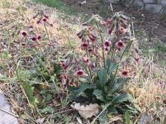 Rehmannia glutinosa