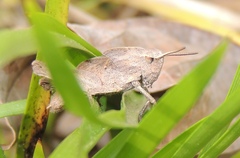 Chortophaga australior