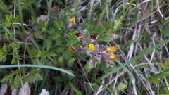 Chamaecytisus hirsutus