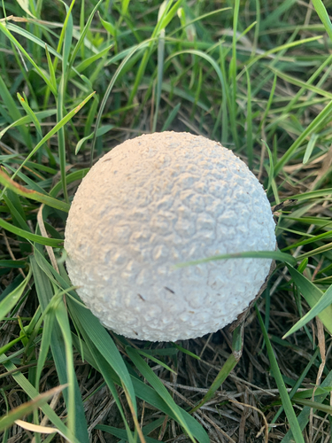Mosaic puffball