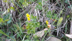 Chamaecytisus hirsutus