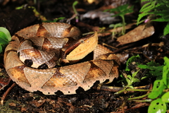 Deinagkistrodon acutus