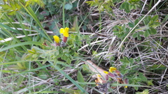Chamaecytisus hirsutus